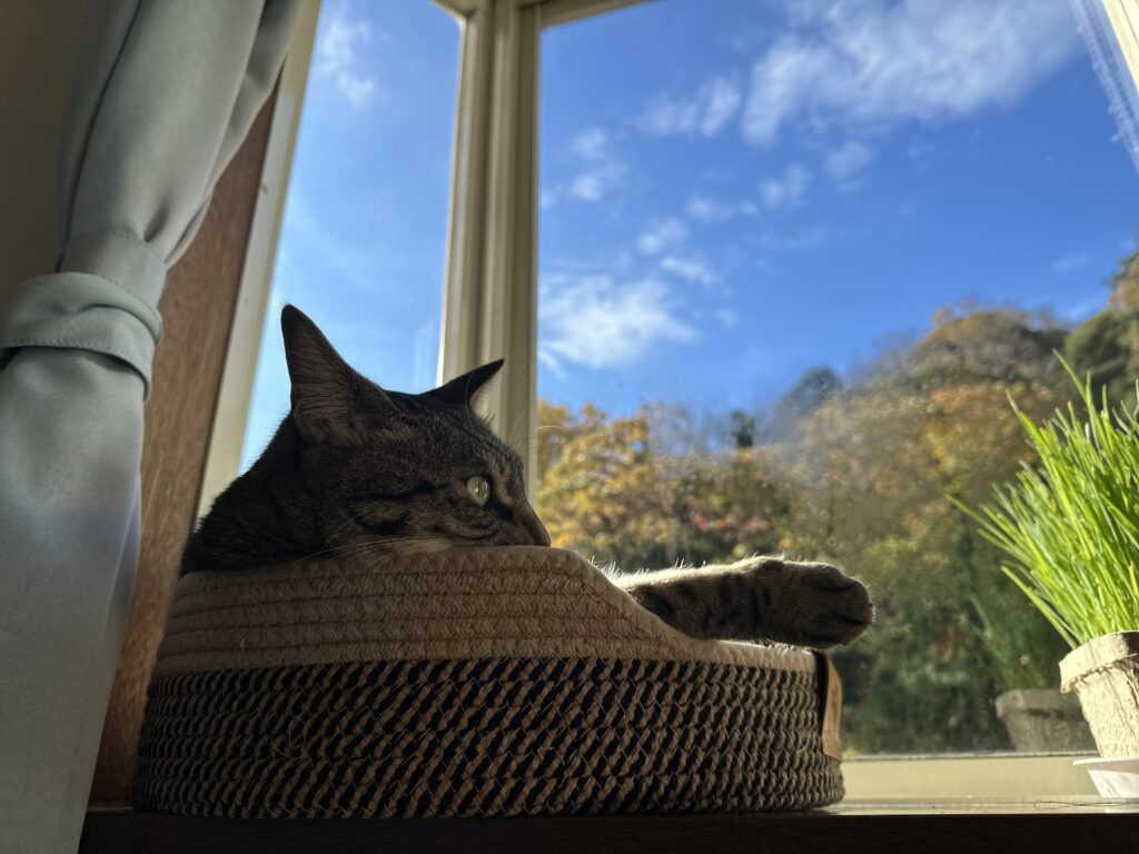 美しい瞳の出窓猫