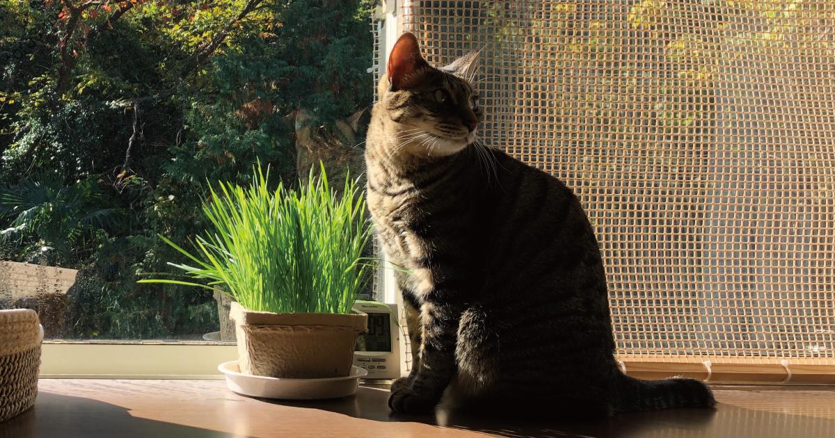 猫草と猫