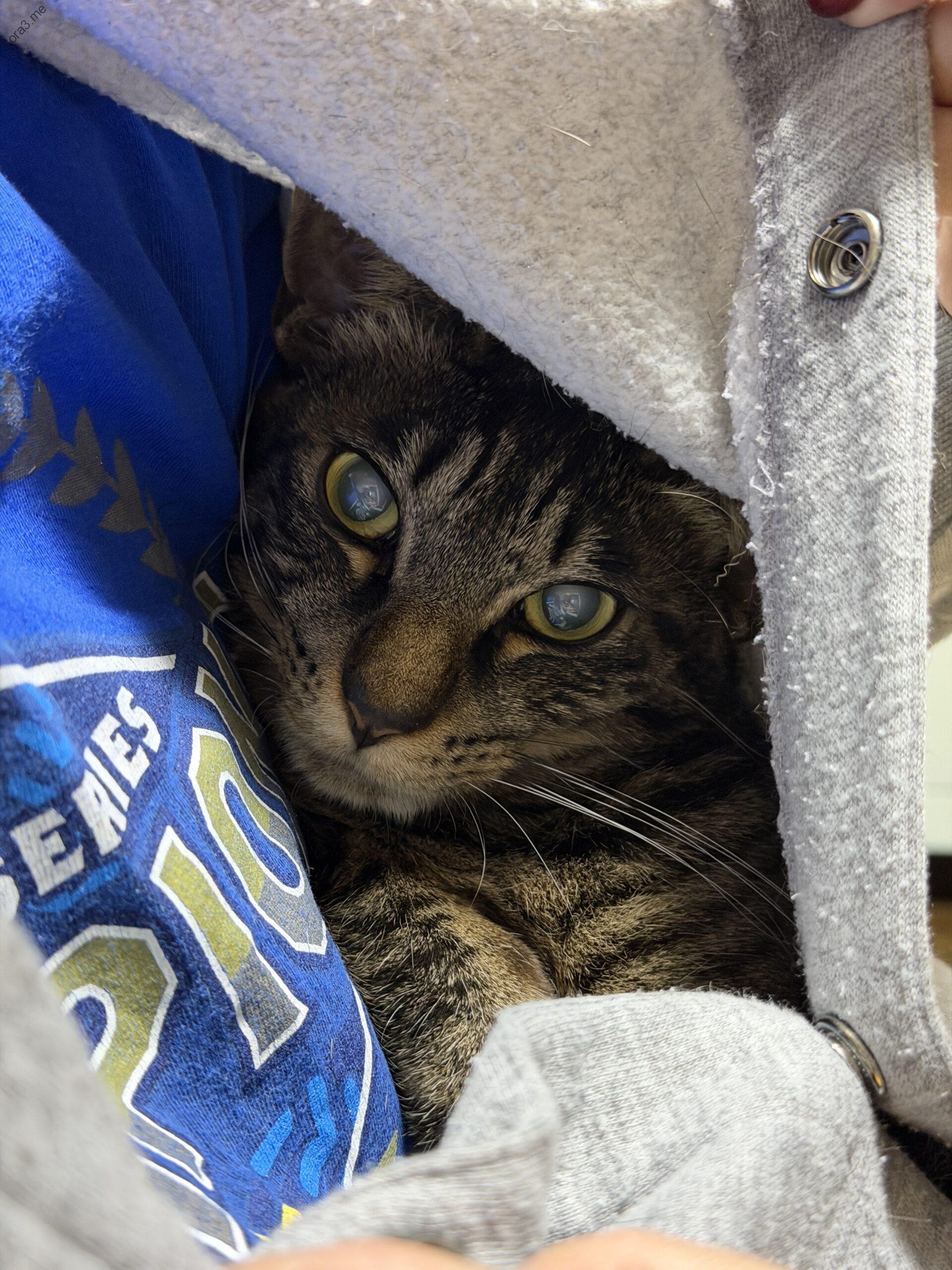 グレーのパーカーに潜り込んで顔だけ出すキジトラのトラ君