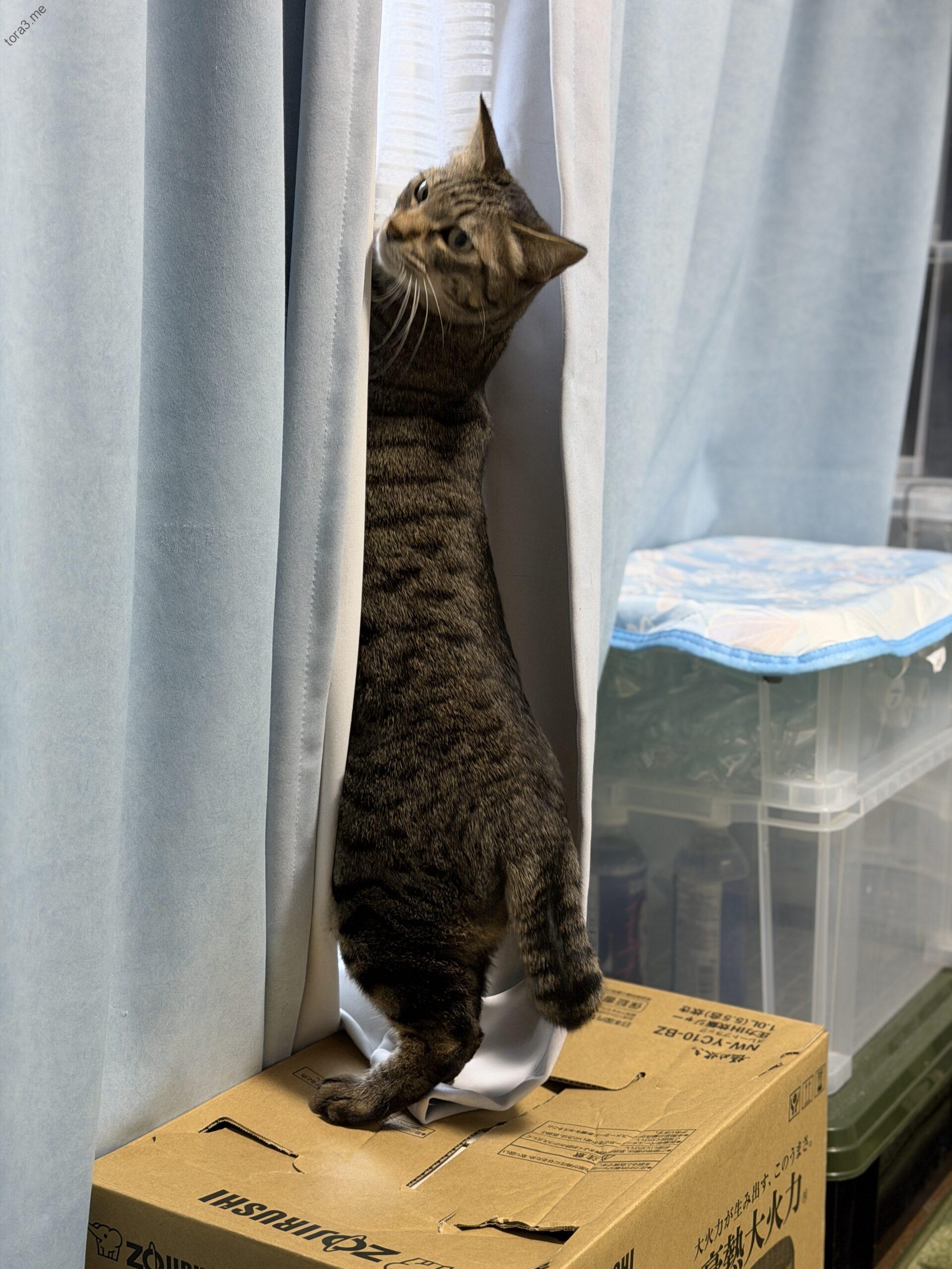 カーテンの隙間から外を覗くミー姉さん