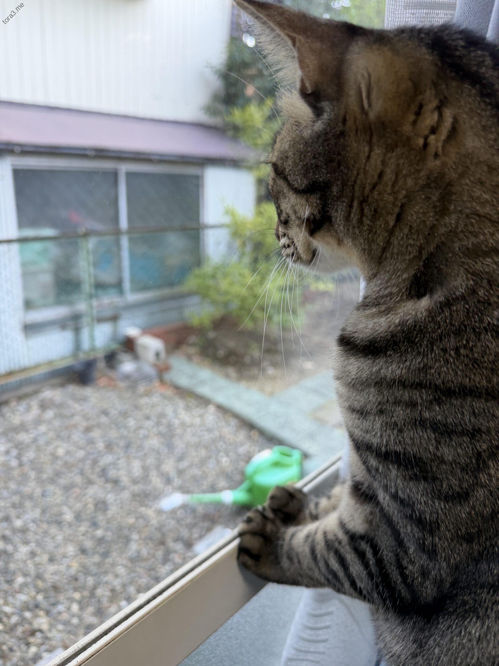 窓枠に前足をかけて、庭を真剣に見つめるミーちゃん。目線の先には何か動くものがあるようです。