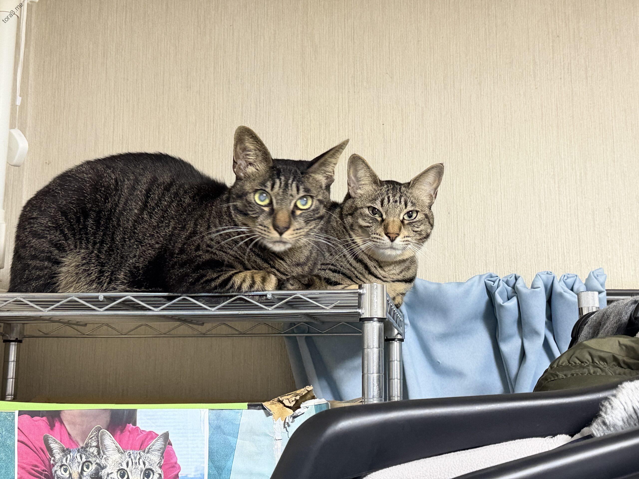 メタルラックの上で警戒中のキジトラ兄妹。