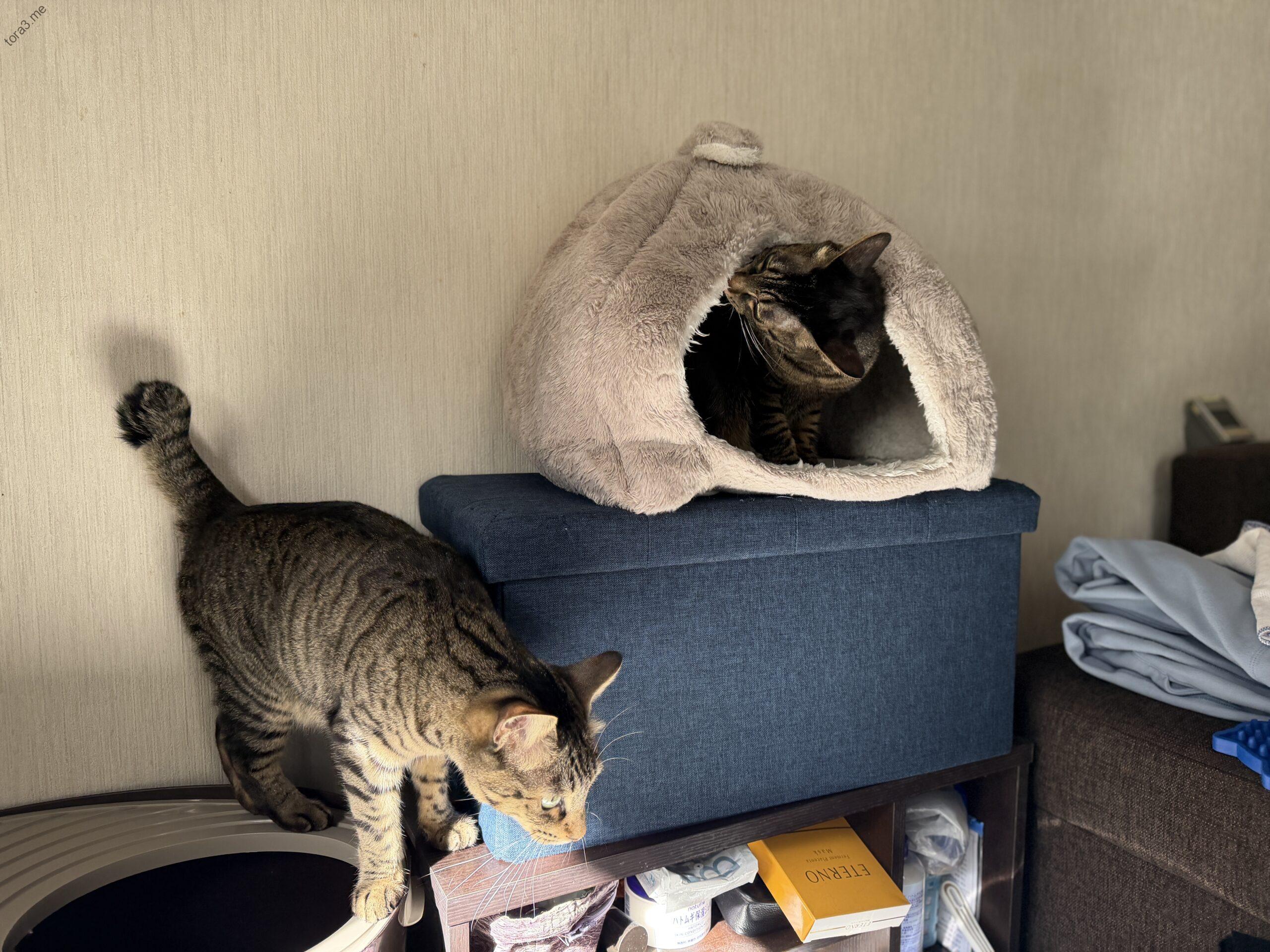 乾かしている途中の猫テントを覗き込むトラ君