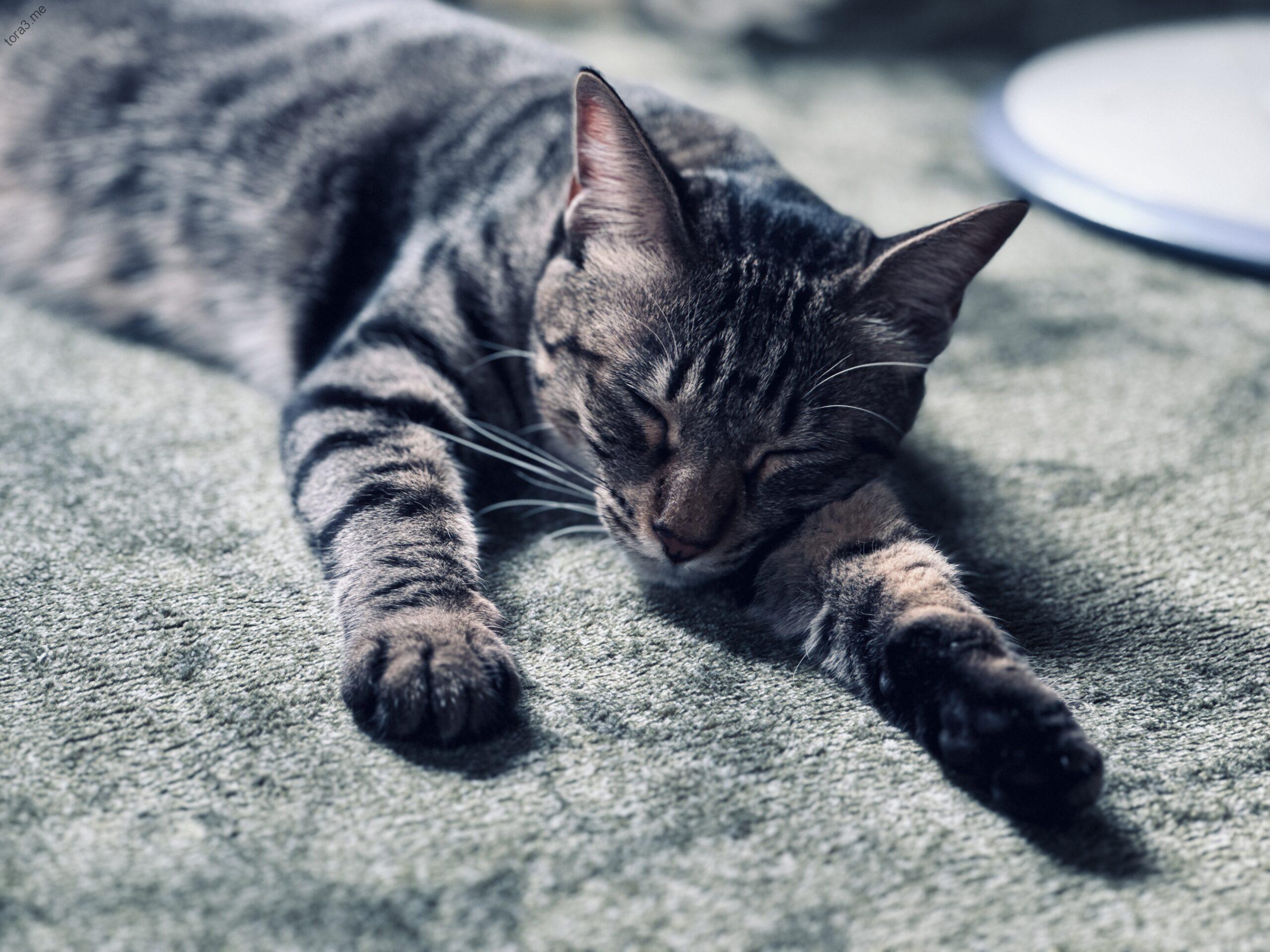 無防備な寝顔にキュン！ミーちゃん