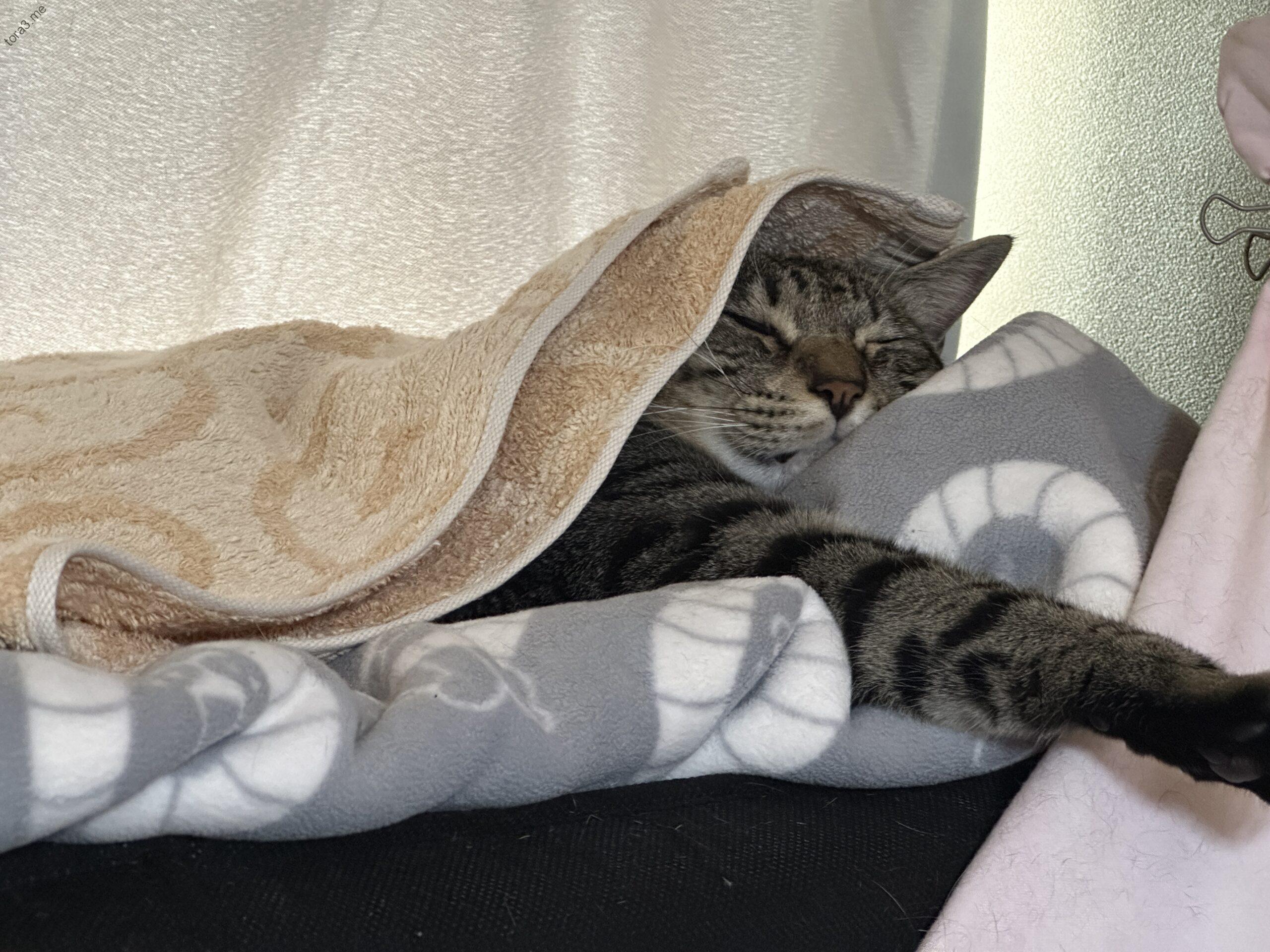 夢の中？カーテン昼寝のミーちゃん