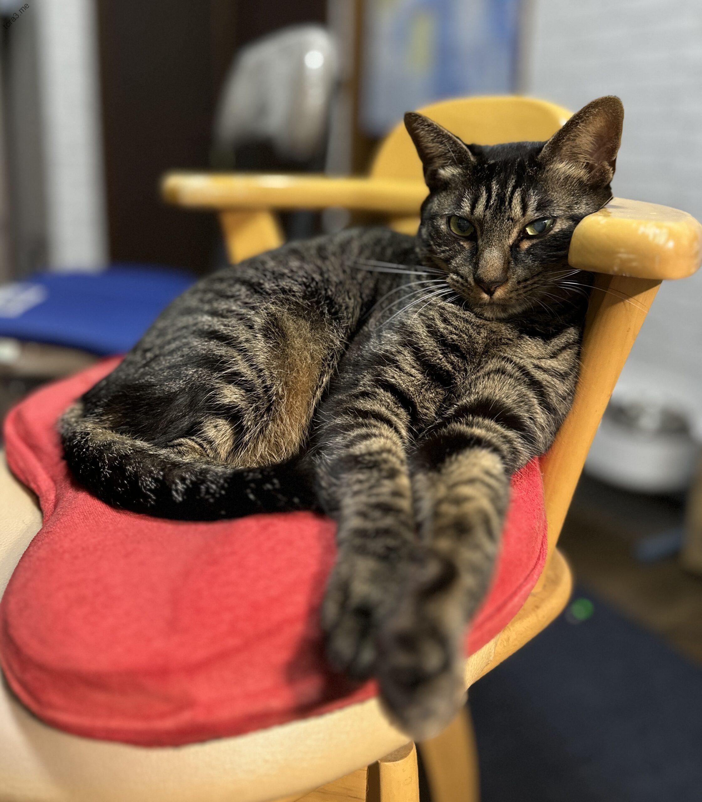 アームレスト枕にウトウト トラ君