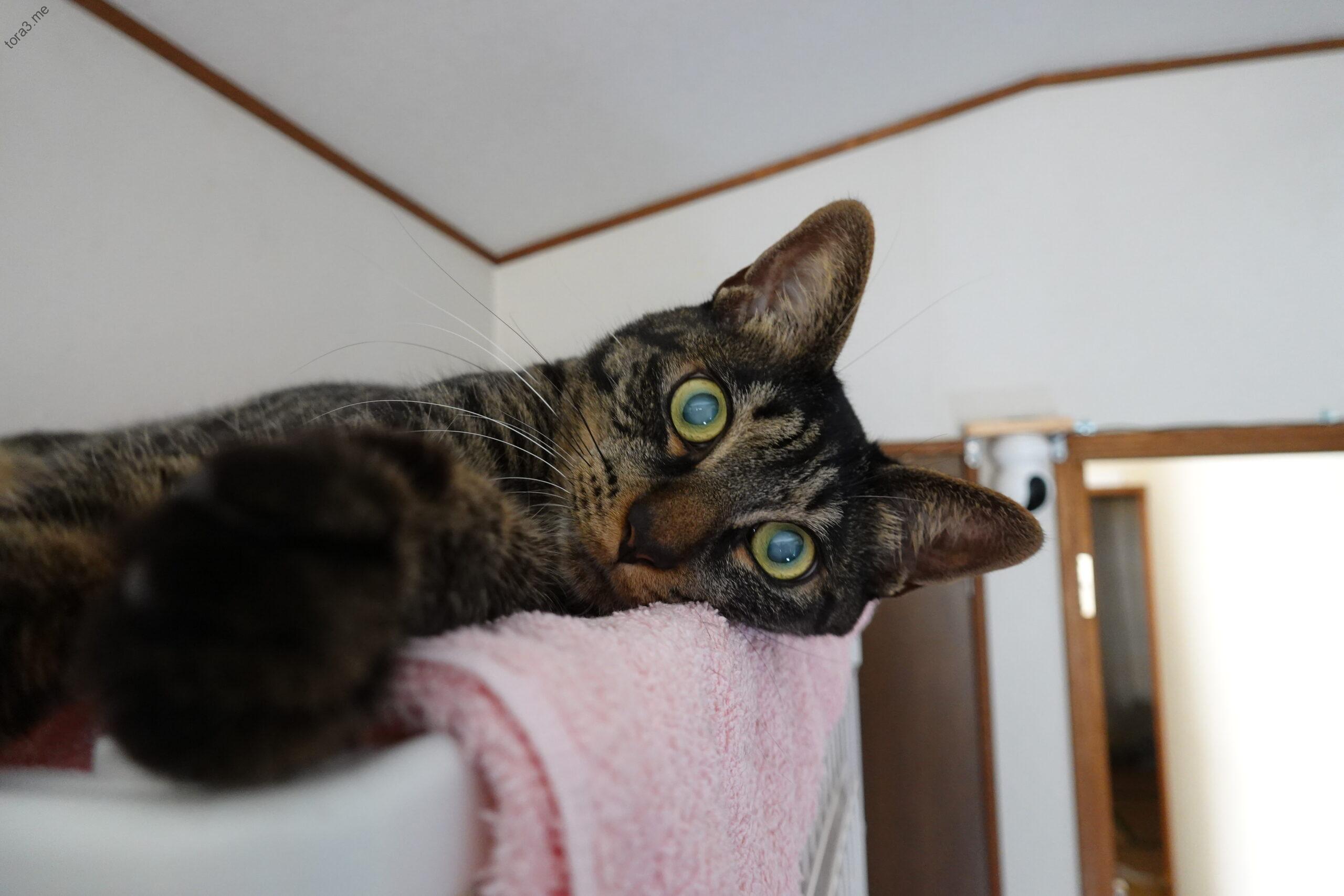 高い場所でリラックス、トラ君