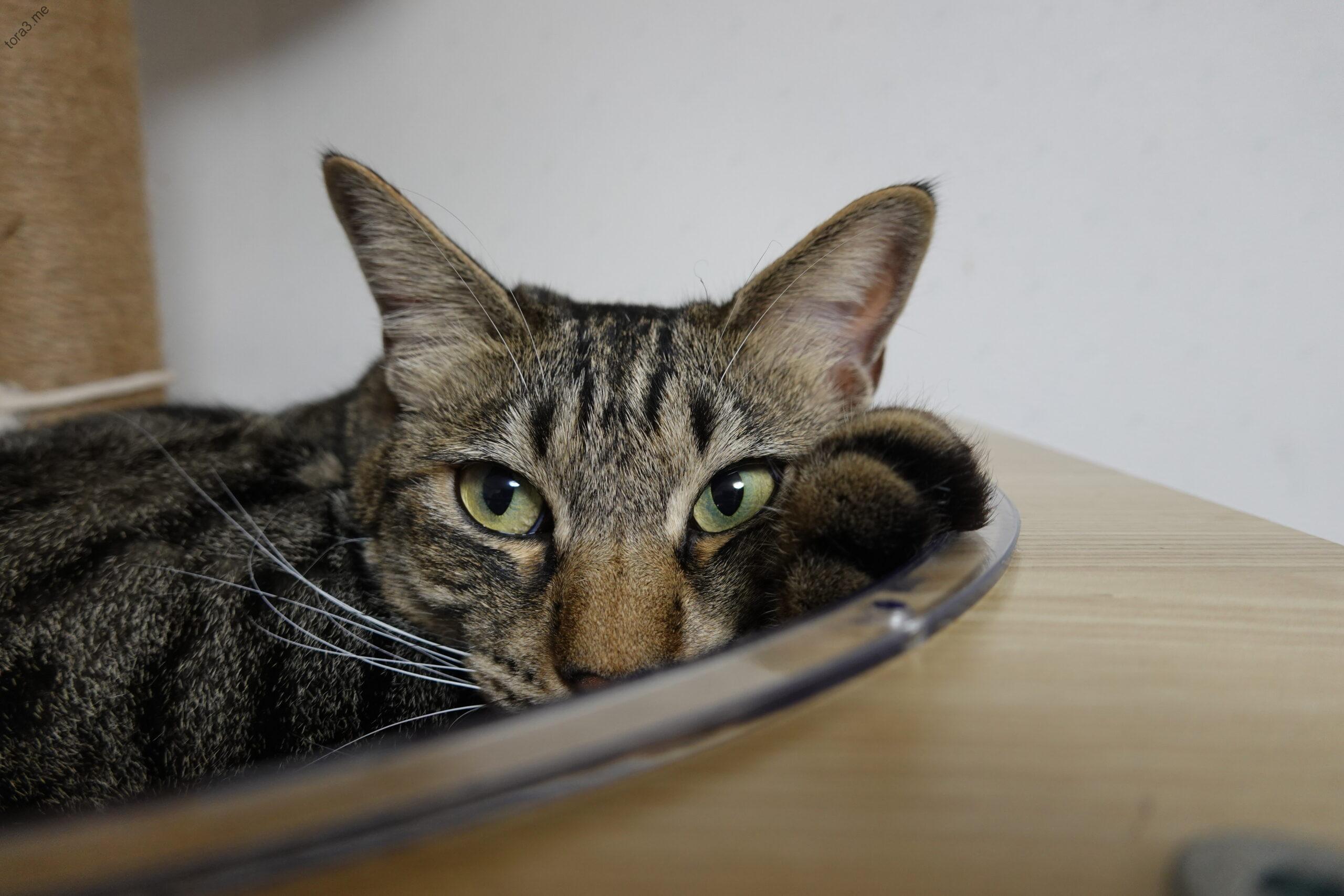 物陰から見つめる、賢いミーちゃん