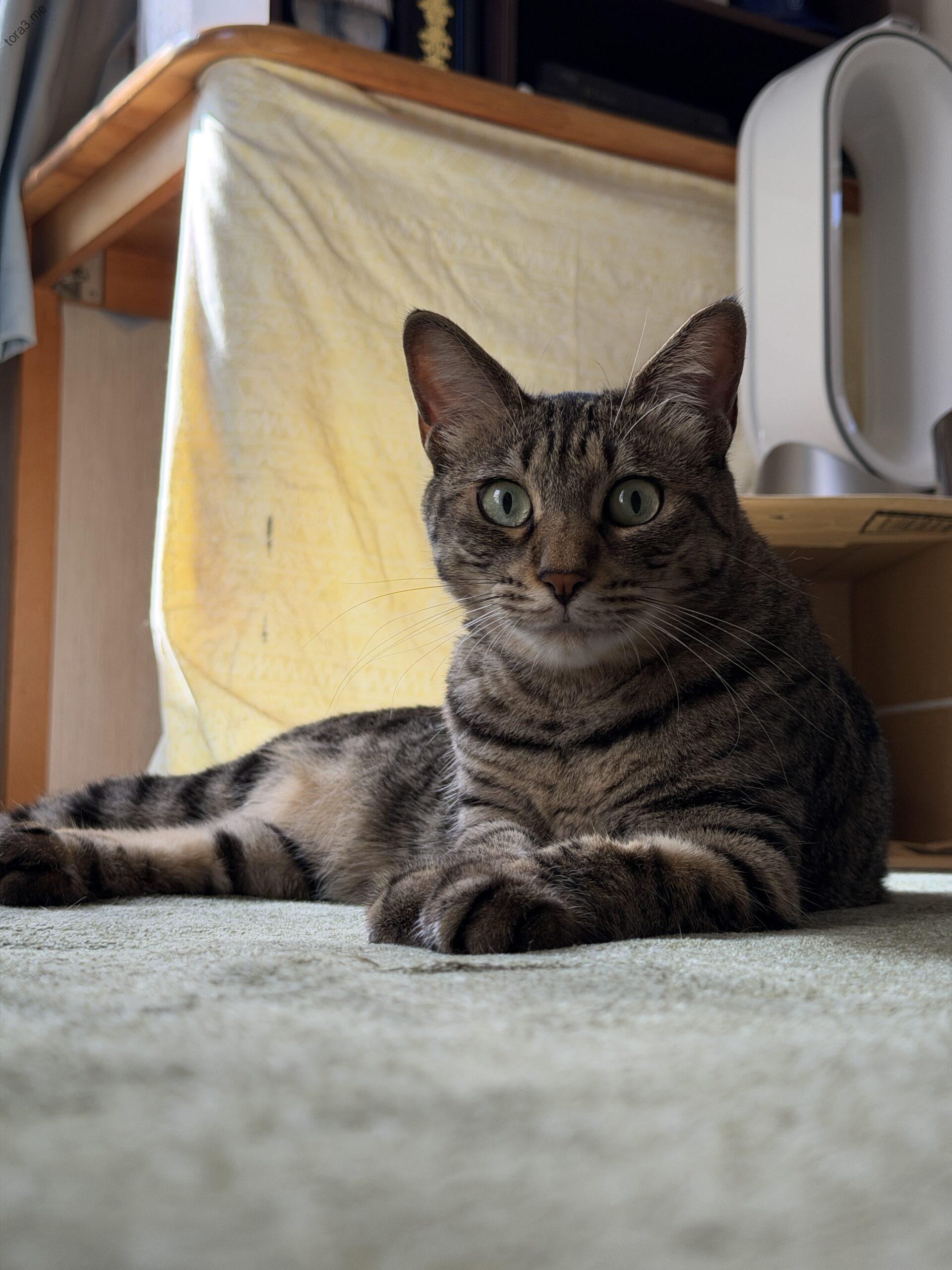 カメラ目線にキュン！絨毯のミーちゃん