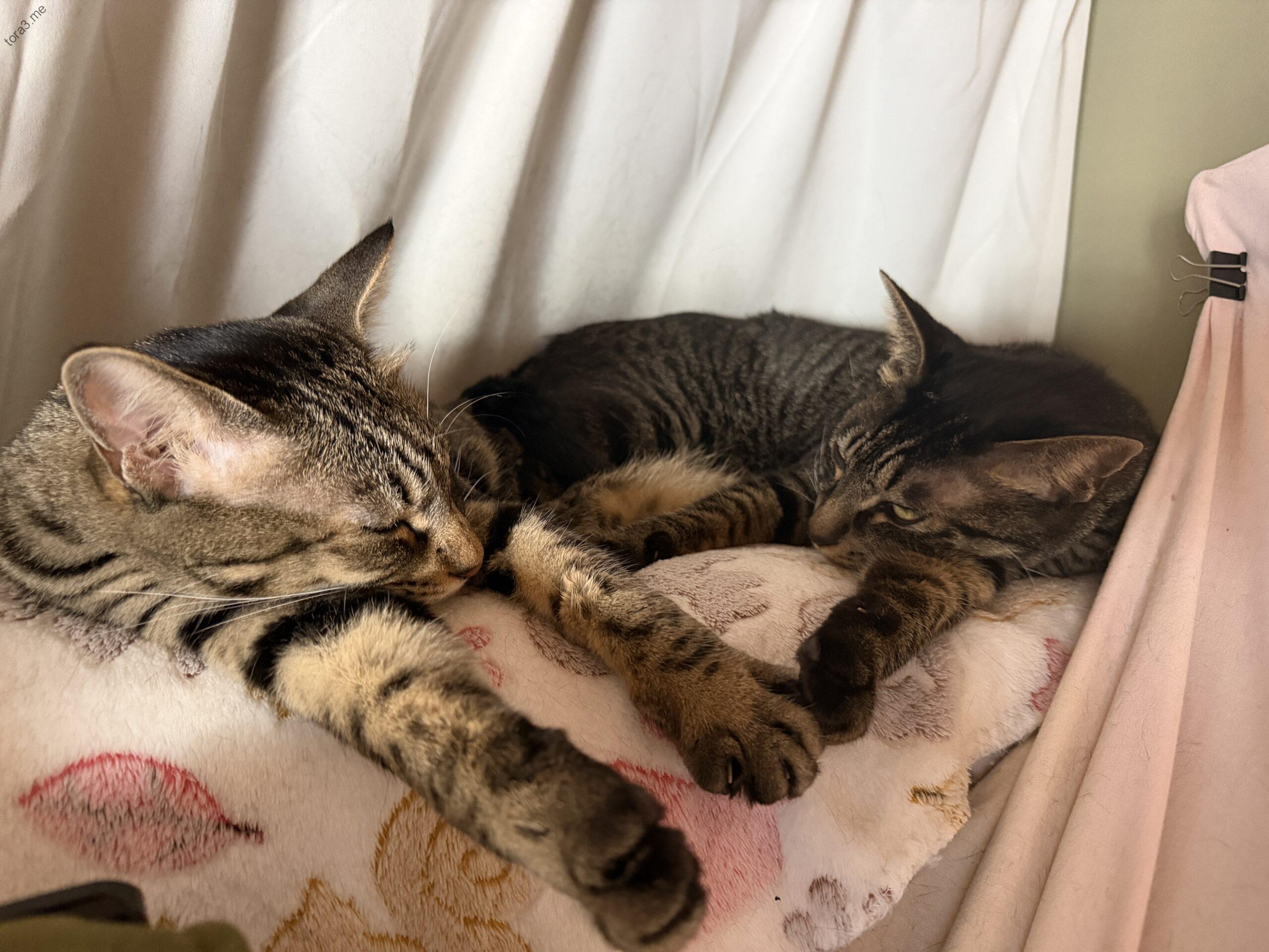 幸せお昼寝、見守りトラ君。トラ＆ミー