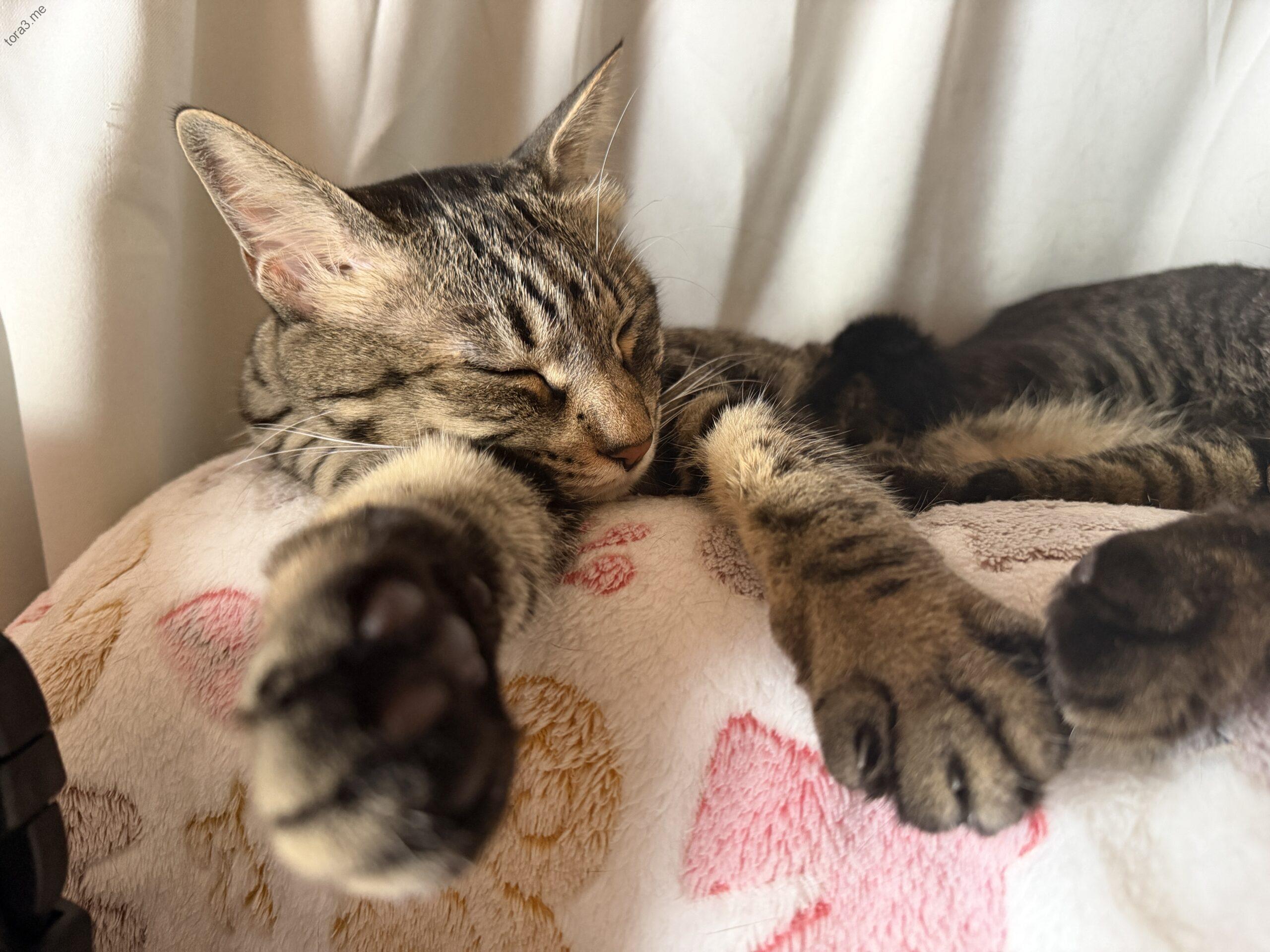 毛布でスヤスヤ、お昼寝ミーちゃん