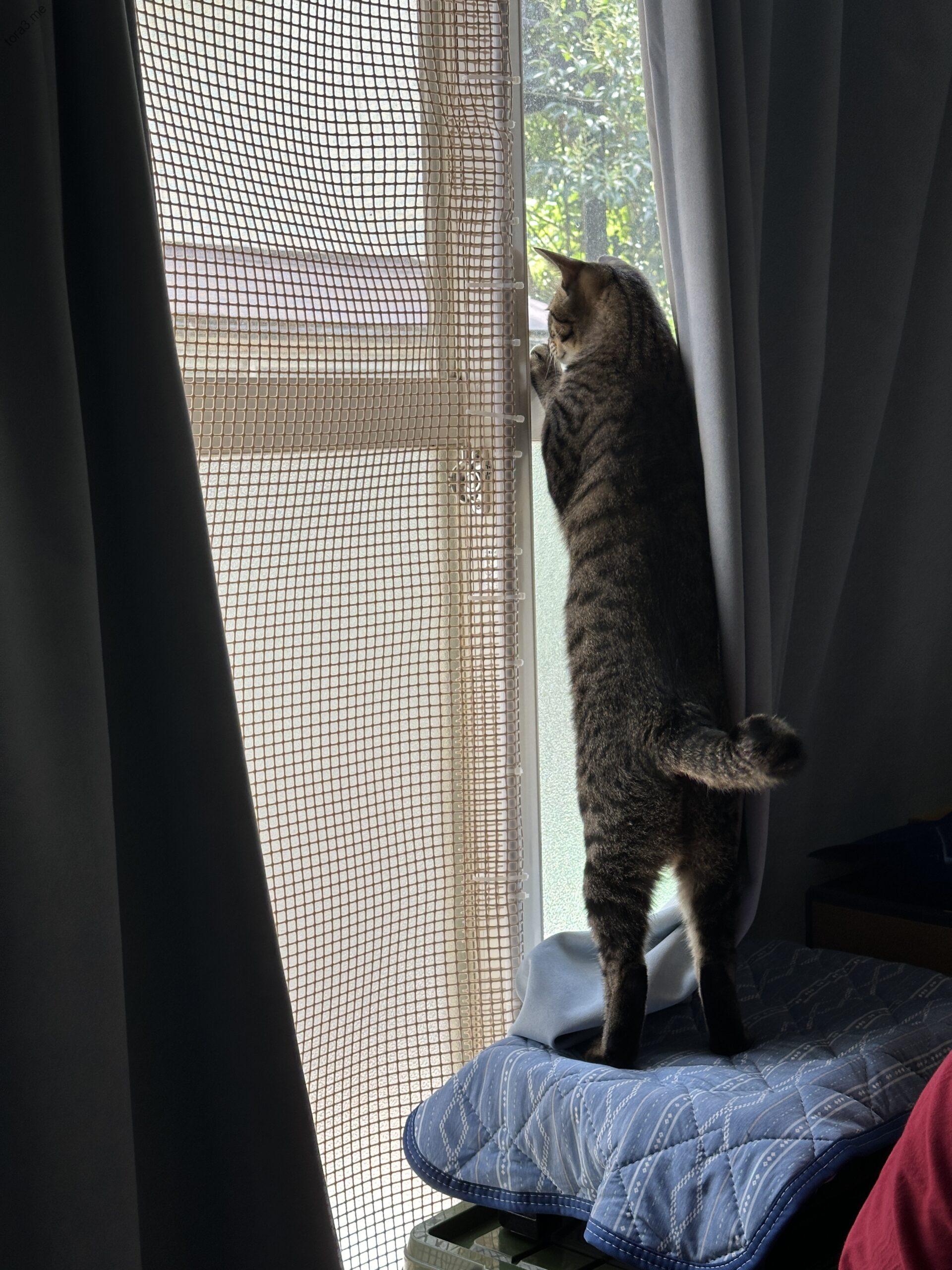 外を眺める、好奇心旺盛なミーちゃん