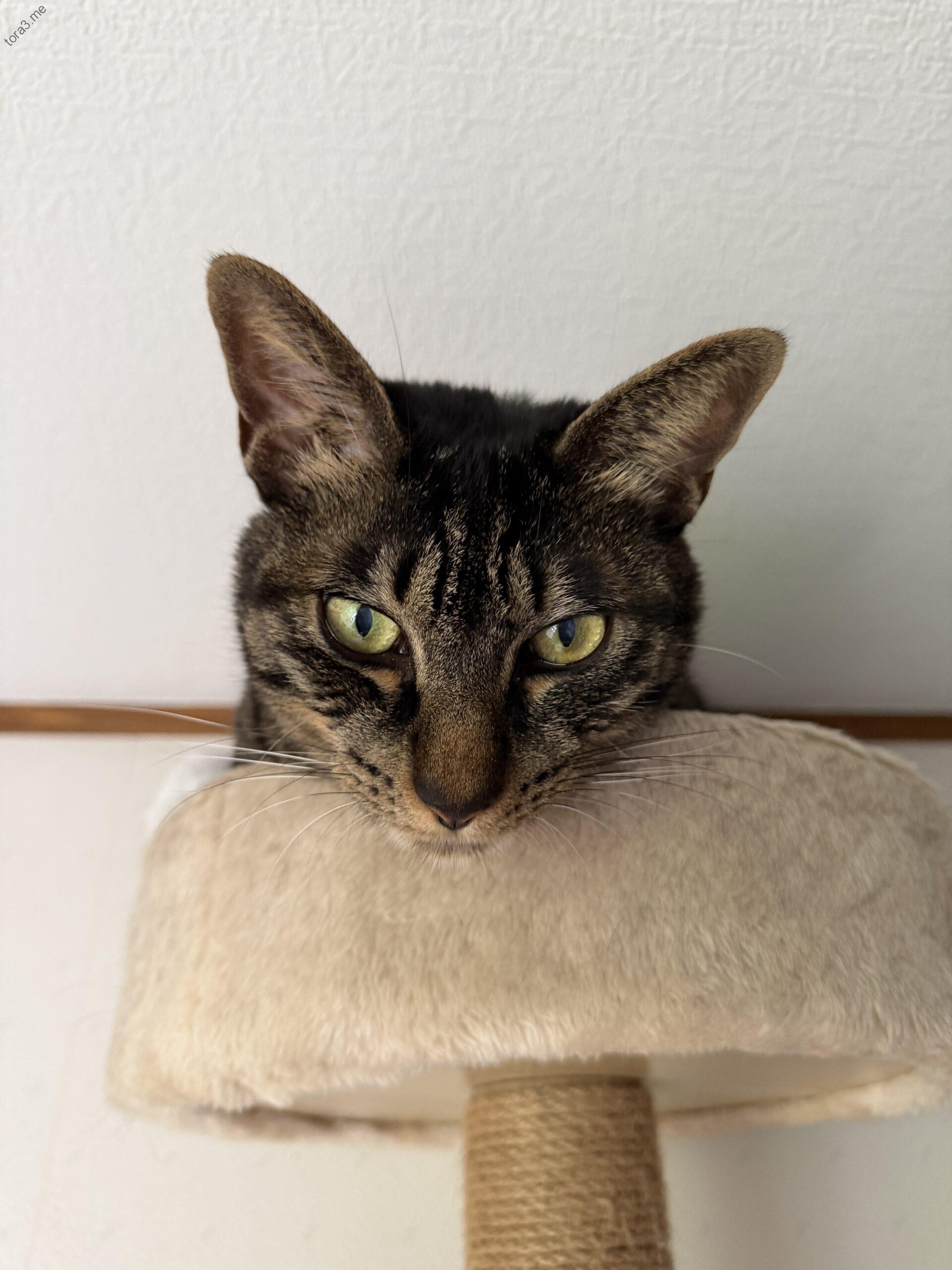 見下ろす視線！タワーのトラ君