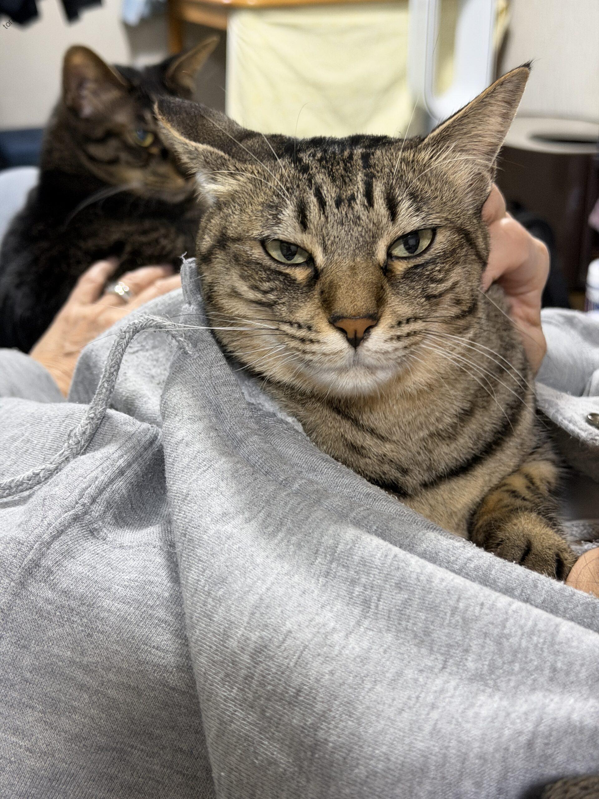 パーカーの中は特等席！ミーちゃん