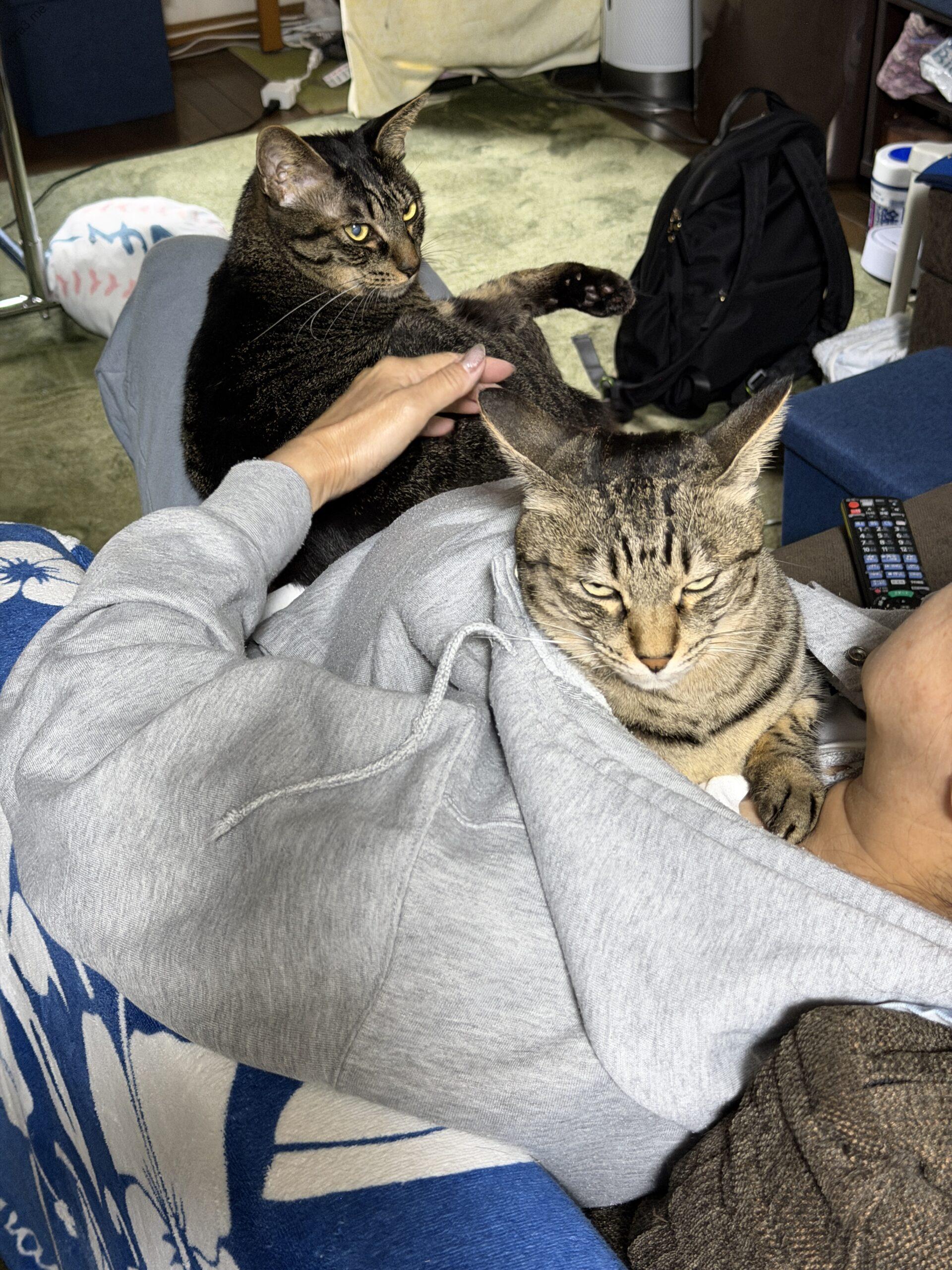 極楽！膝とパーカーの温もり。トラ＆ミー