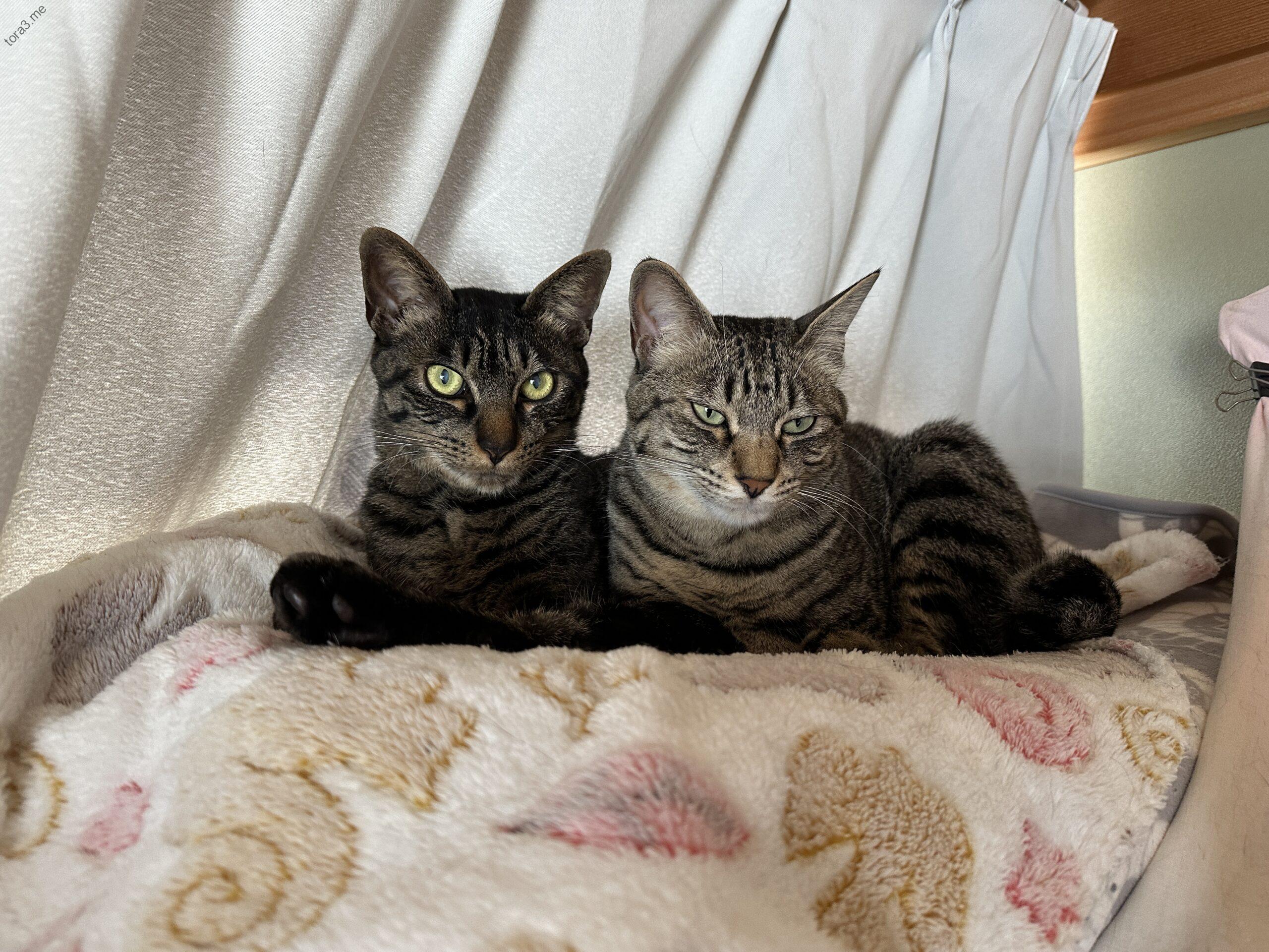 毛布でリラックス、キジトラ姉弟 トラ＆ミー