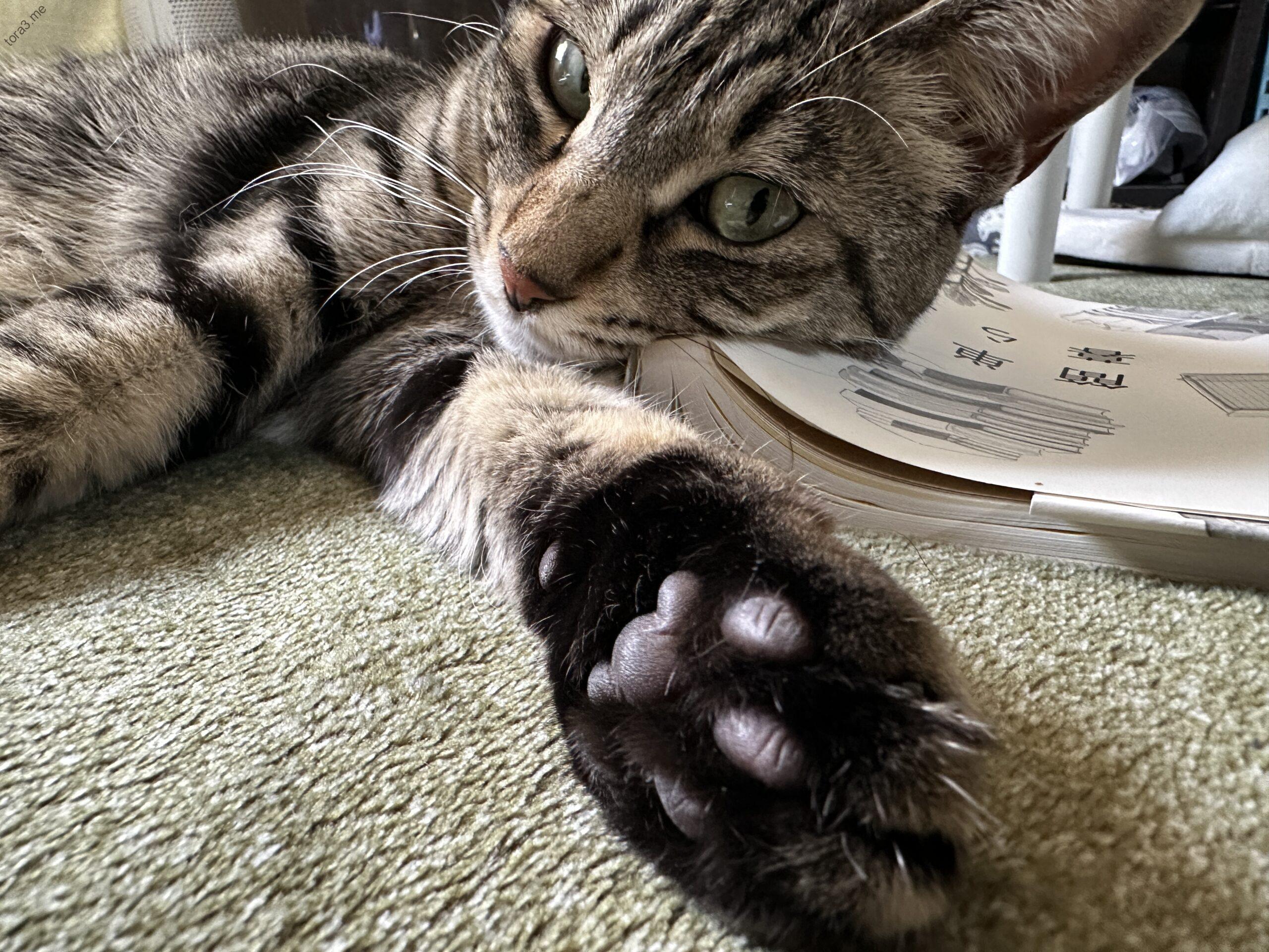 肉球アピール！本とミーちゃん